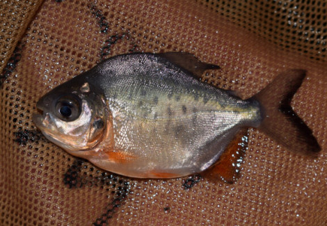 Piaractus Brachypomus S