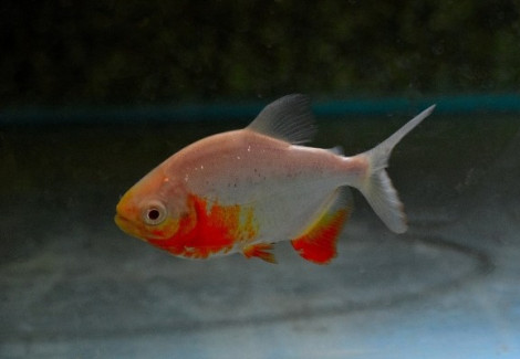 Piaractus Brachypomus Albino M