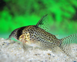 Corydoras Kanei L