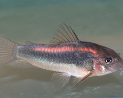 Corydoras Sp. Cw023 M