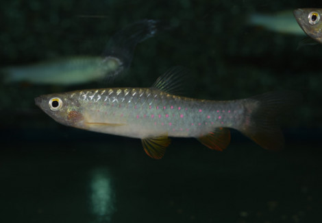 Copeina Guttata L