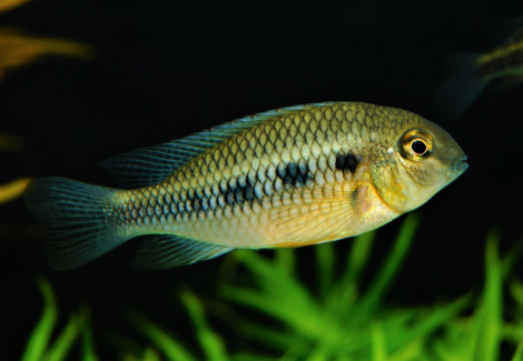 Crenicara Punctulatum M