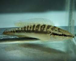 Crenicichla Edithae L