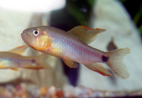 Crenuchus Spilurus M