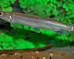 Ctenolucius Hujeta Hujeta  S