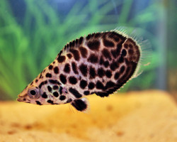 Ctenopoma Acutirostre M