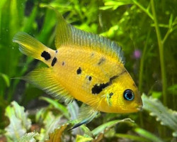 Amatitlania Altoflava S
