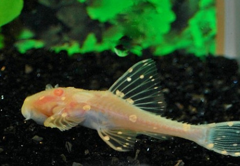 Acanthicus Adonis Albino S