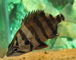 Datnioides Polota M