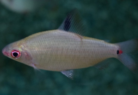 Distichodus Affinis S/M