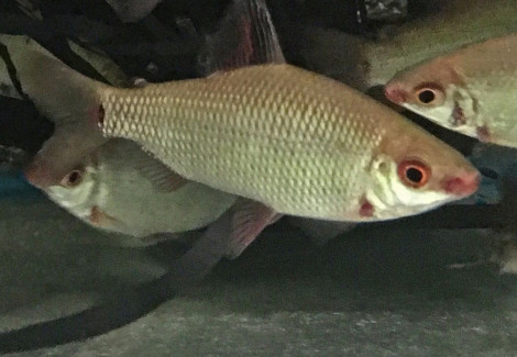 Distichodus Affinis Lefini S/M