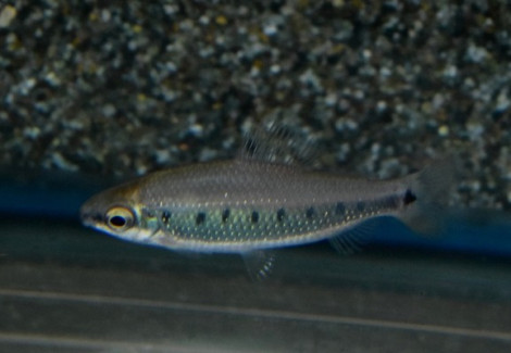 Distichodus Decemmaculatus M