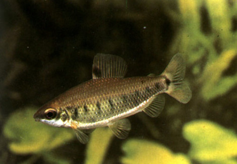 Distichodus Decemmaculatus L