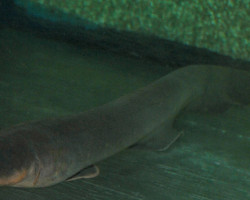 Electrophorus Electricus L (50Cm)