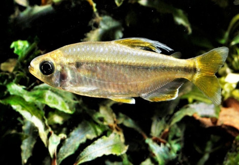 Alestopetersius Sp. Lefini M