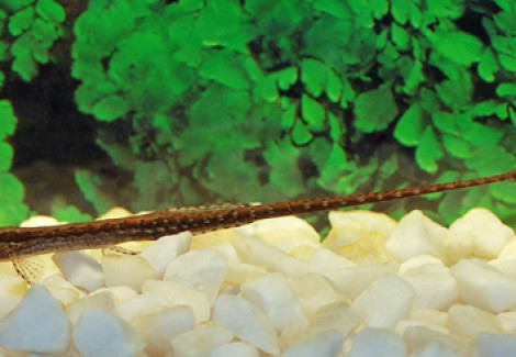 Farlowella Platorynchus Xl