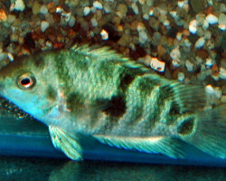 Amatitlania Sp. Honduras Red Point L