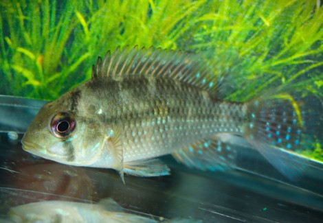 Gymnogeophagus Labiatus S
