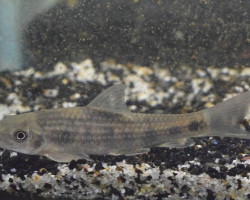 Garra Panitvongi S
