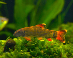 Garra Flavatra L