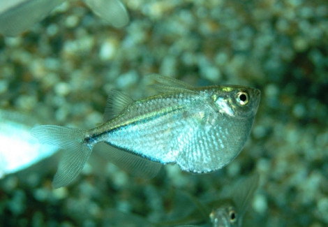 Gasteropelecus Sternicla M/L