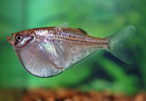 Gasteropelecus Levis/Maculatus M