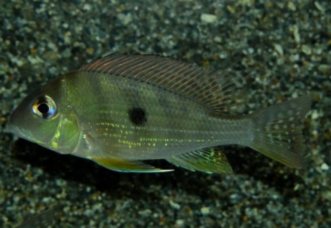 Geophagus Altifrons M