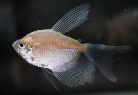 Gymnocorymbus Ternetzi White Widow M
