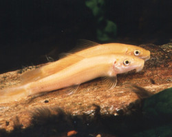 Gyrinocheilos Aymonieri Gold Xl