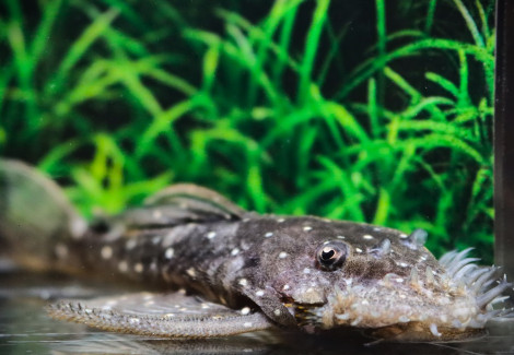 L107 Ancistrus Sp. L