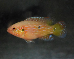 Hemichromis Lifalili S
