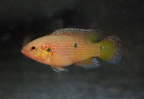 Hemichromis Lifalili S