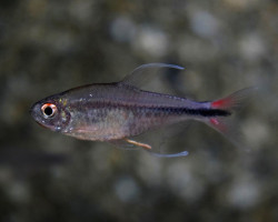 Hemigrammus Filamentosus M
