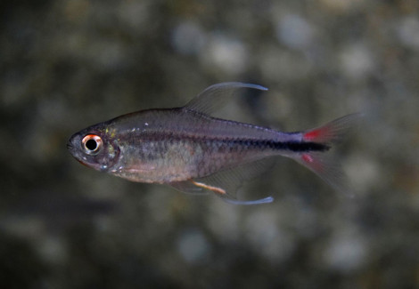 Hemigrammus Filamentosus M