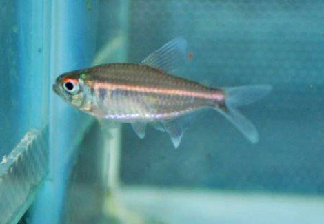 Hemigrammus Coeruleus L