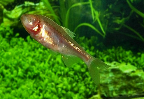 Astyanax Mexicanus S