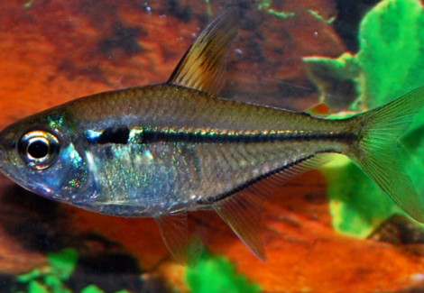 Hemigrammus Ulreyi L