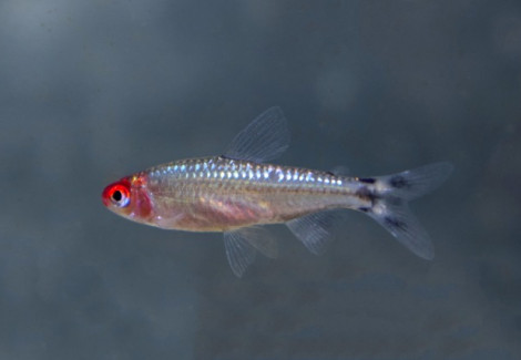 Hemigrammus Bleheri Diamond S/M