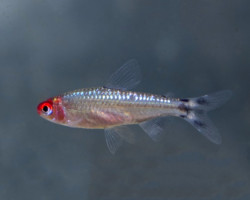 Hemigrammus Bleheri Diamond L
