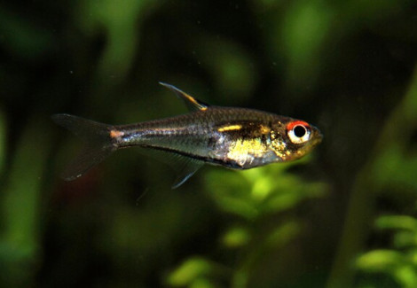 Hemigrammus Sp. Morse Code  M