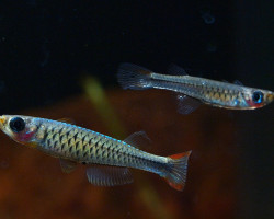 Hylopanchax Stictopleuron M