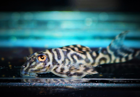 L333 Hypancistrus Sp. M/L