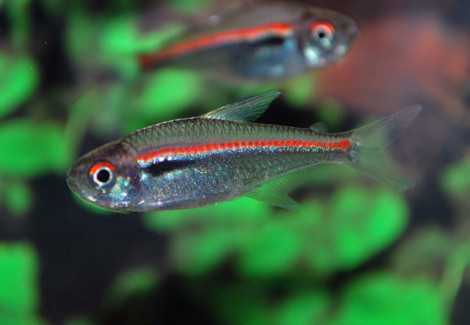 Hyphessobrycon Amapaensis L