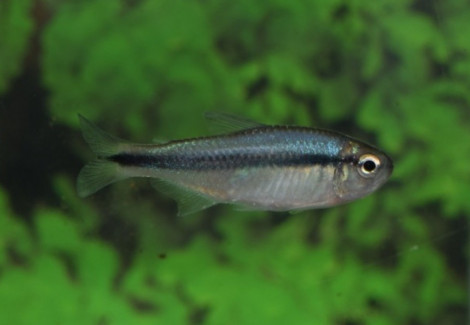 Hyphessobrycon Sp. Blue Ribbon L