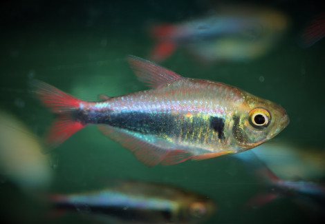 Hyphessobrycon Margitae M