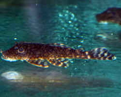 Ancistrus Sp. Paraguay M