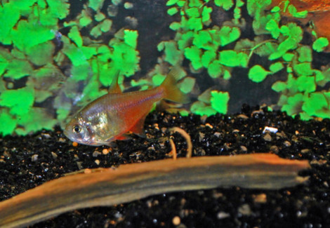 Hyphessobrycon Flammeus S