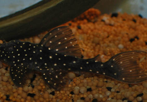 Hypancistrus Sp. L028 M