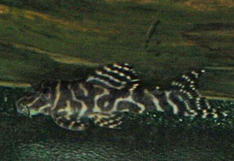 L401 Hypancistrus Sp. S