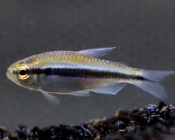 Hyphessobrycon Cyanotaenia M